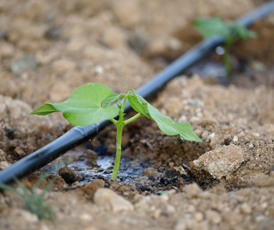 Come gestire orto e giardino durante l’emergenza idrica