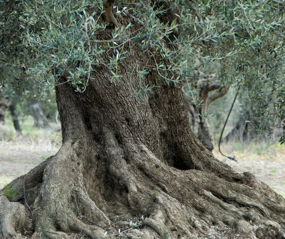 Il Bizzarro Mondo delle Piante Esemplari