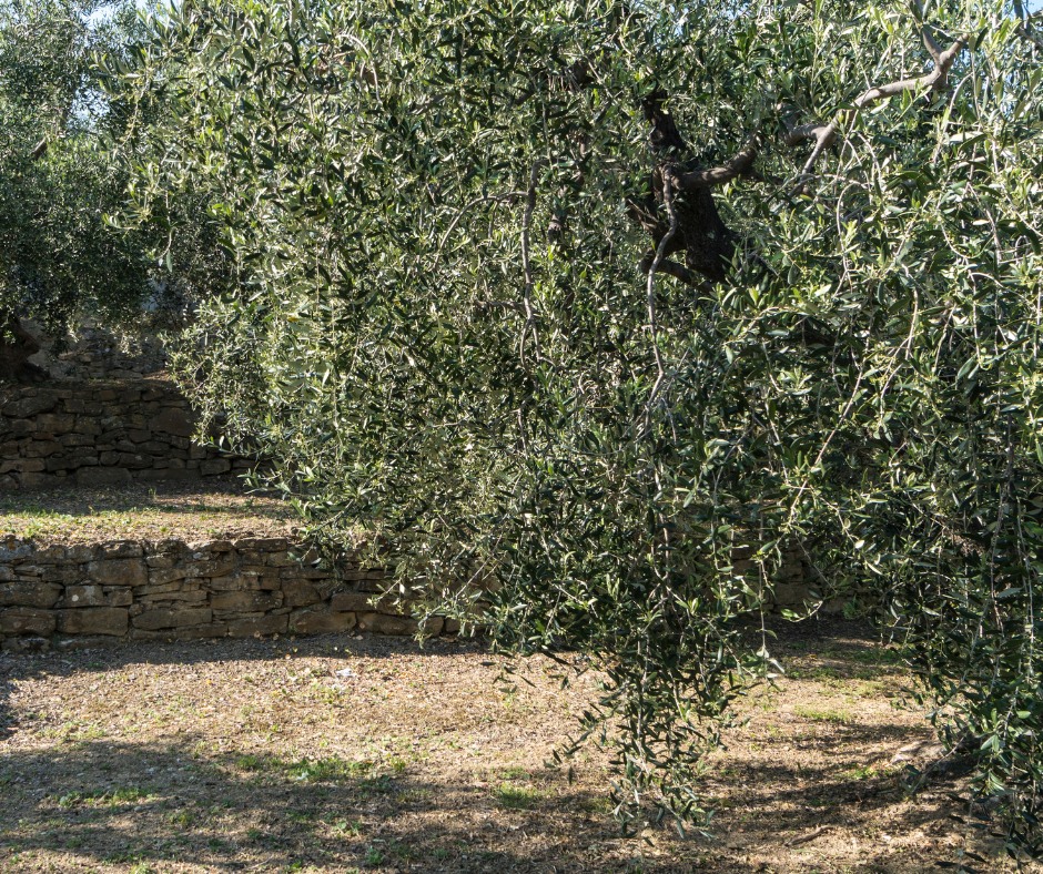 Come migliorare la tua produzione d’olio