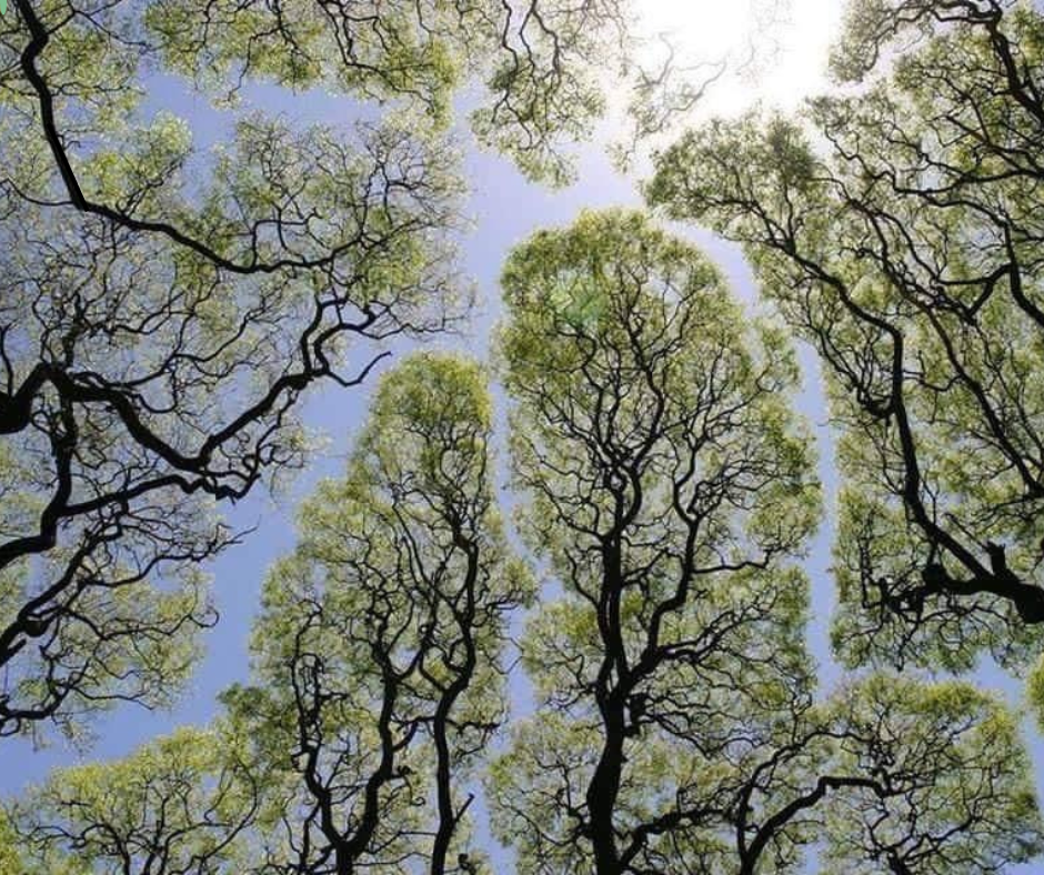 La regola segreta degli alberi scoperta da Leonardo